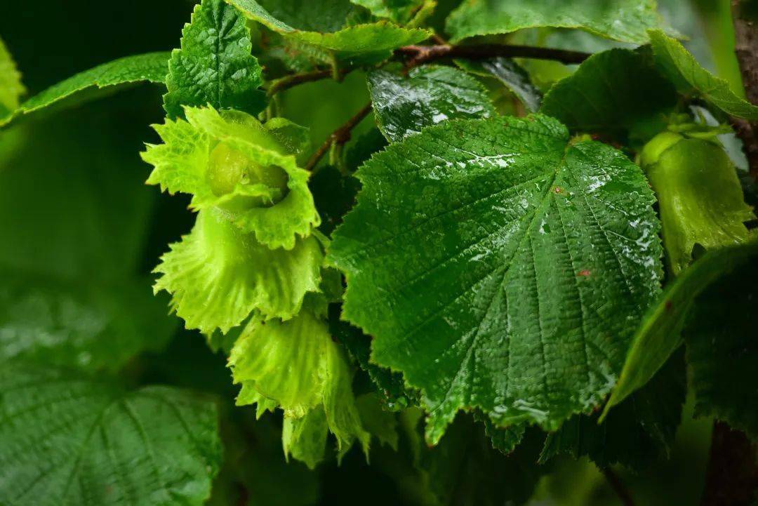 中国龙城山水皇华榛美华山第二届中国诸城榛子丰收采摘节摄影大赛火热