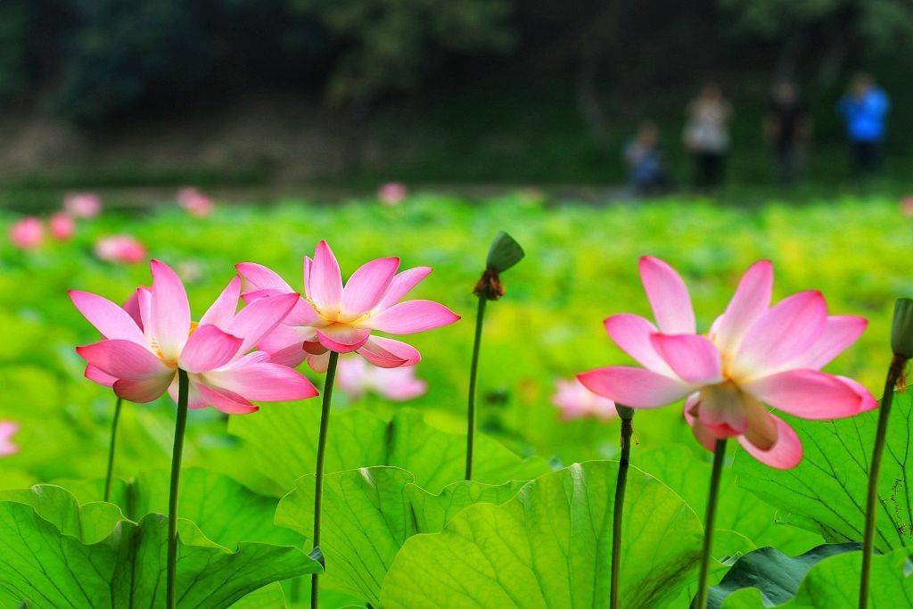 北京:圆明园盛夏景观迷人_荷花