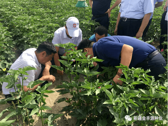 自治区农业农村厅朱岗书记一行来阿瓦提县调研长绒棉产业发展及高标准