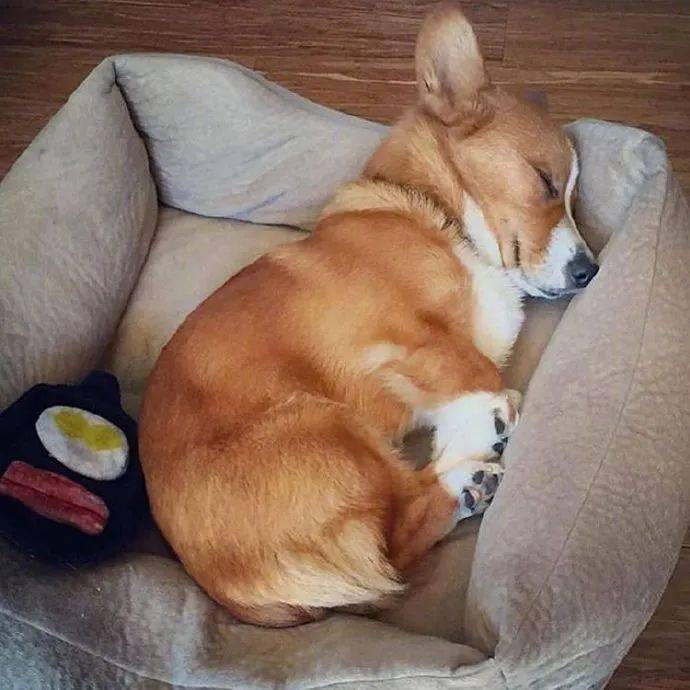 快点交代,你有没有偷拍过你家狗子的奇葩睡姿! 返回搜