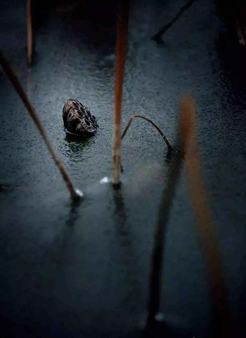 开门看雨听风听雨又一夏