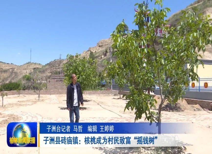 走进子洲县砖庙镇董家焉村,村民马锦峰正在屋后自家核桃地里剪枝,这样