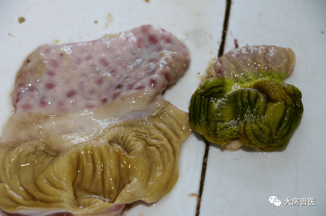 注意安卡拉病腺病毒病有抬头趋势