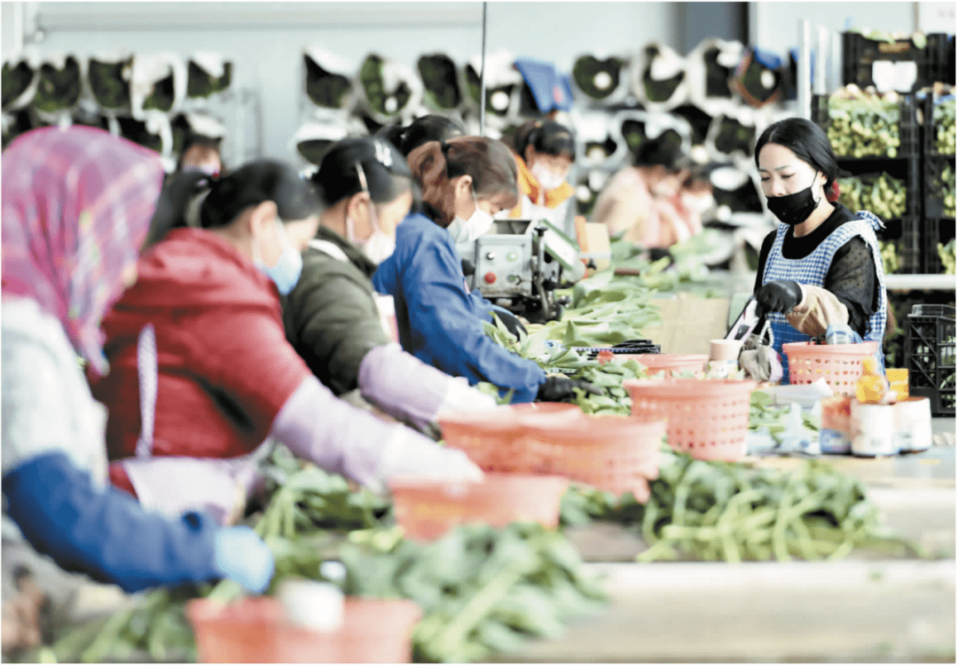 昆明海盛園藝公司鮮切花生產基地.