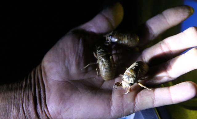 看来农村那些田间地头,捉鱼摸虾的美味指不定哪天就身价暴涨呢其实