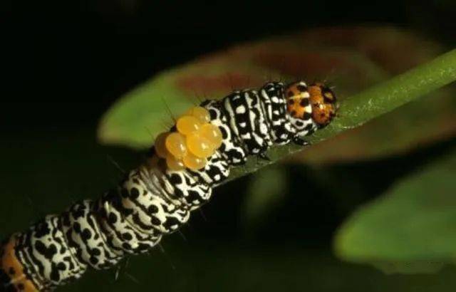 恐怖的寄生蜂,一口一口享用宿主,还让寄生对象给它当保镖