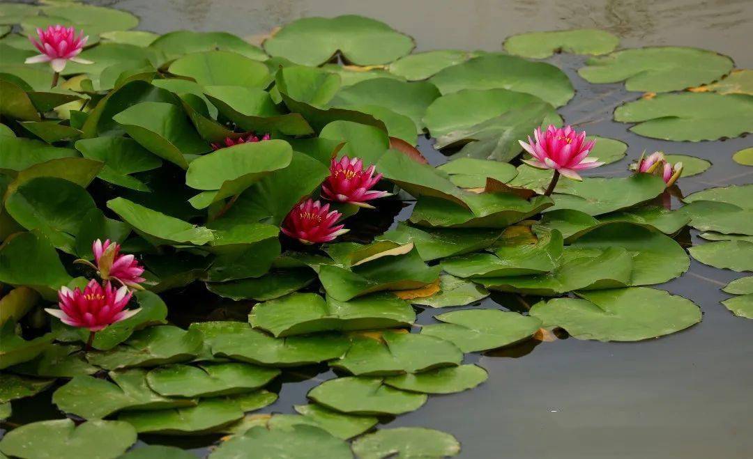 商丘市日月湖睡蓮花開醉遊人