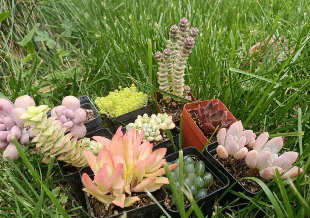 鑫源▲08鑫源多肉的品种和名字有很多,如女雏,乌木,阿房宫,艾可儿