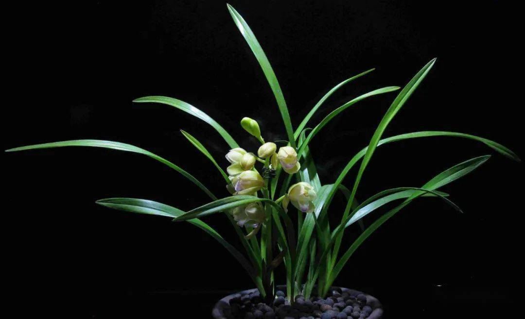 王静:兰香_兰花