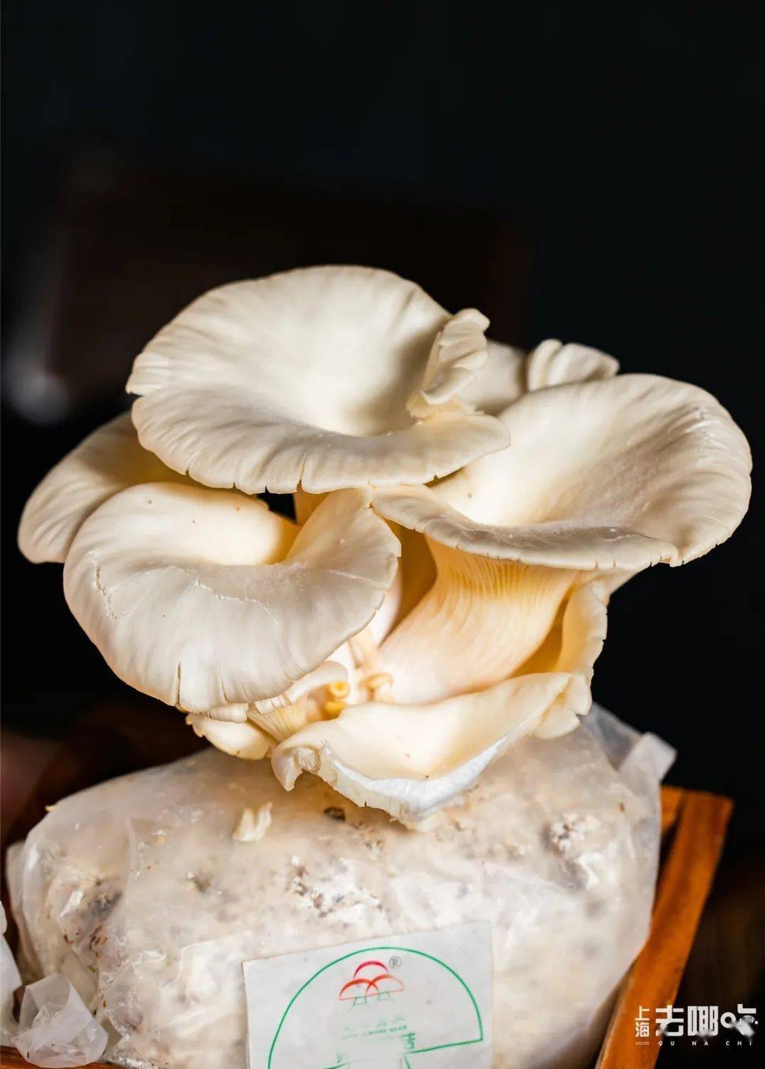 活体菌!自带山野气息!