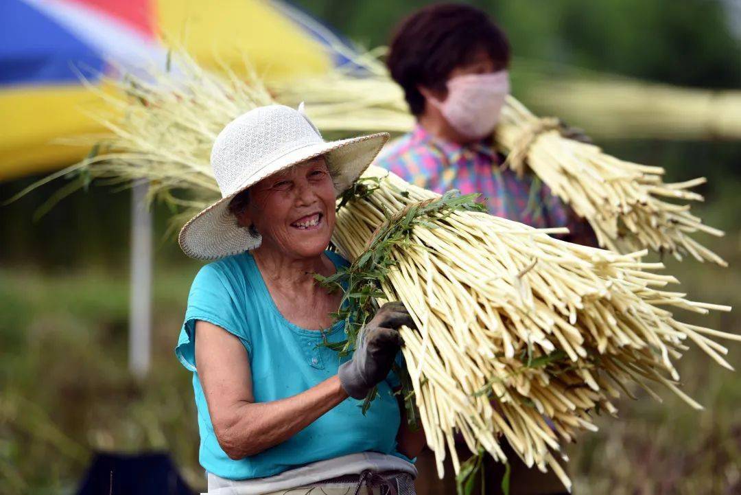 盛夏时节,被誉为"中国杞柳之乡"的郯城县10万余亩杞柳喜获丰收,开始