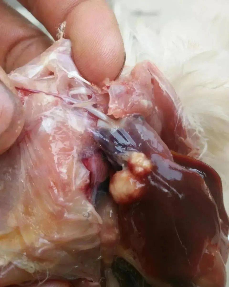 夏季伤鸽最大元凶_霉菌