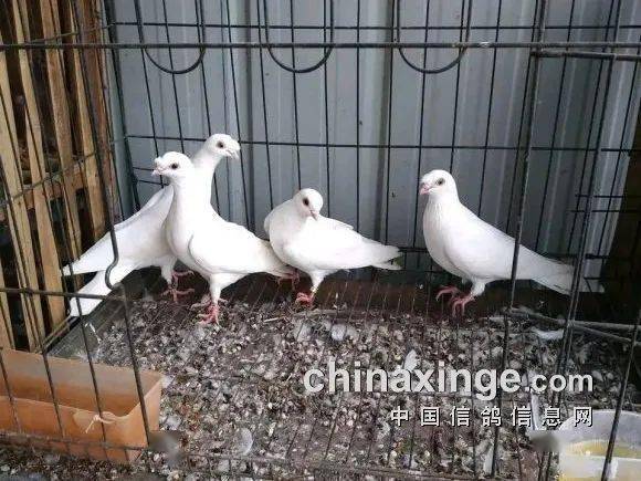 中国高飞鸽图片及价格图片