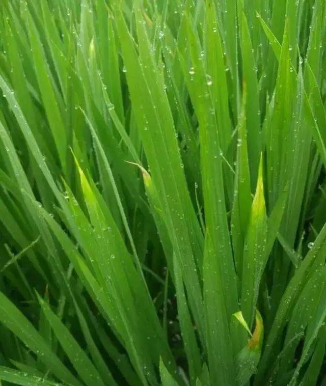 【植保问答】水稻叶片发黄,水稻是怎么了?_发病