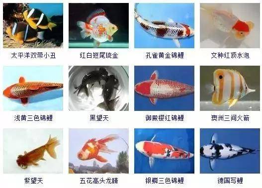 各类鱼图片及名称大全图片