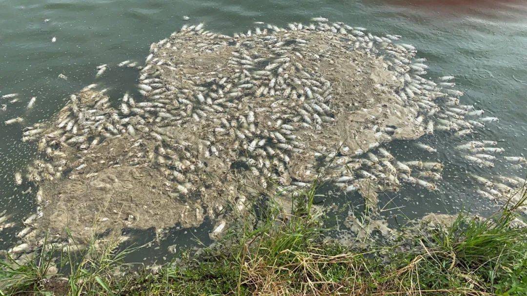 飞来横祸疑施工队野蛮作业弄坏鱼塘电箱9成鱼苗暴死塘主哭晕索赔遭