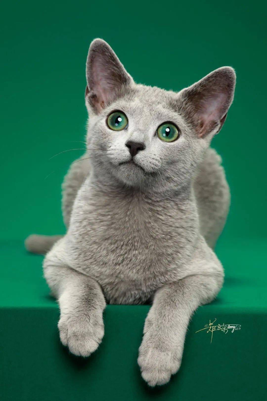 【必看】ice俄罗斯蓝猫品种标准(新版)!