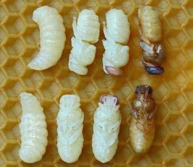 这种昆虫进食方式独特,没有牙齿,却成了蜜蜂的噩梦