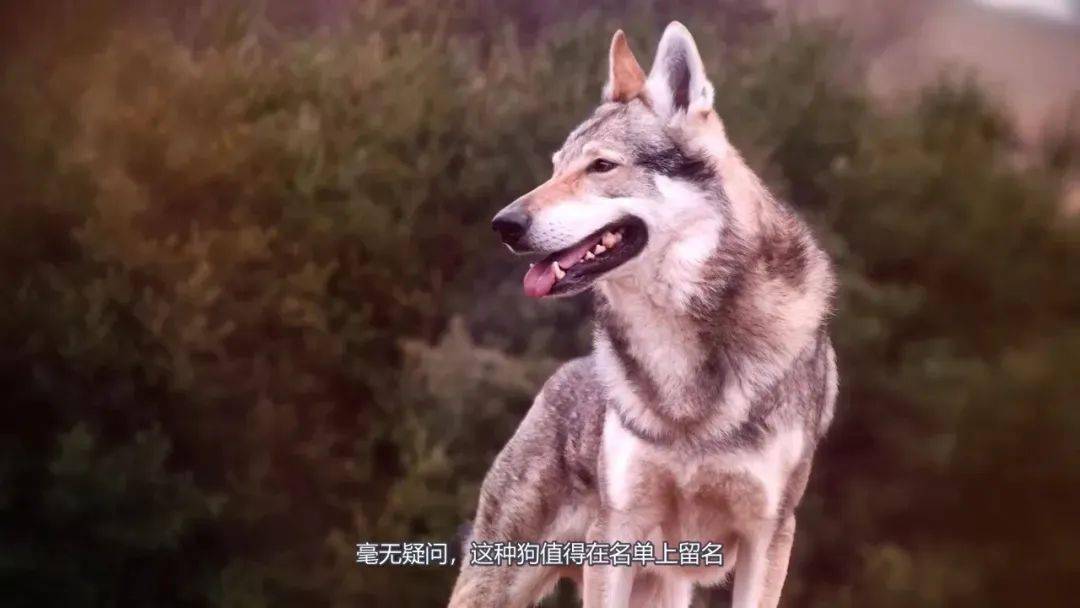 這十種犬堪稱犬中悍匪勇猛無比可與狼王硬剛