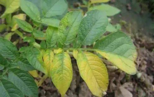 给大家做一个整体的分析,如下:1,马铃薯黄萎病是一种严重的土传及种传