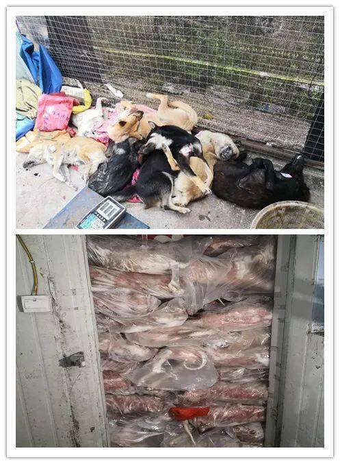 (民警缴获的作案工具和被盗土狗)截止案发,警方共缴获作案工具弓弩8把