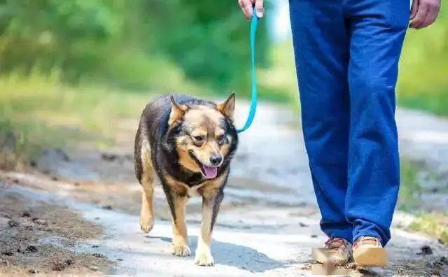 从遛狗的方式,看出主人在狗心里的地位,你遛狗方法对吗
