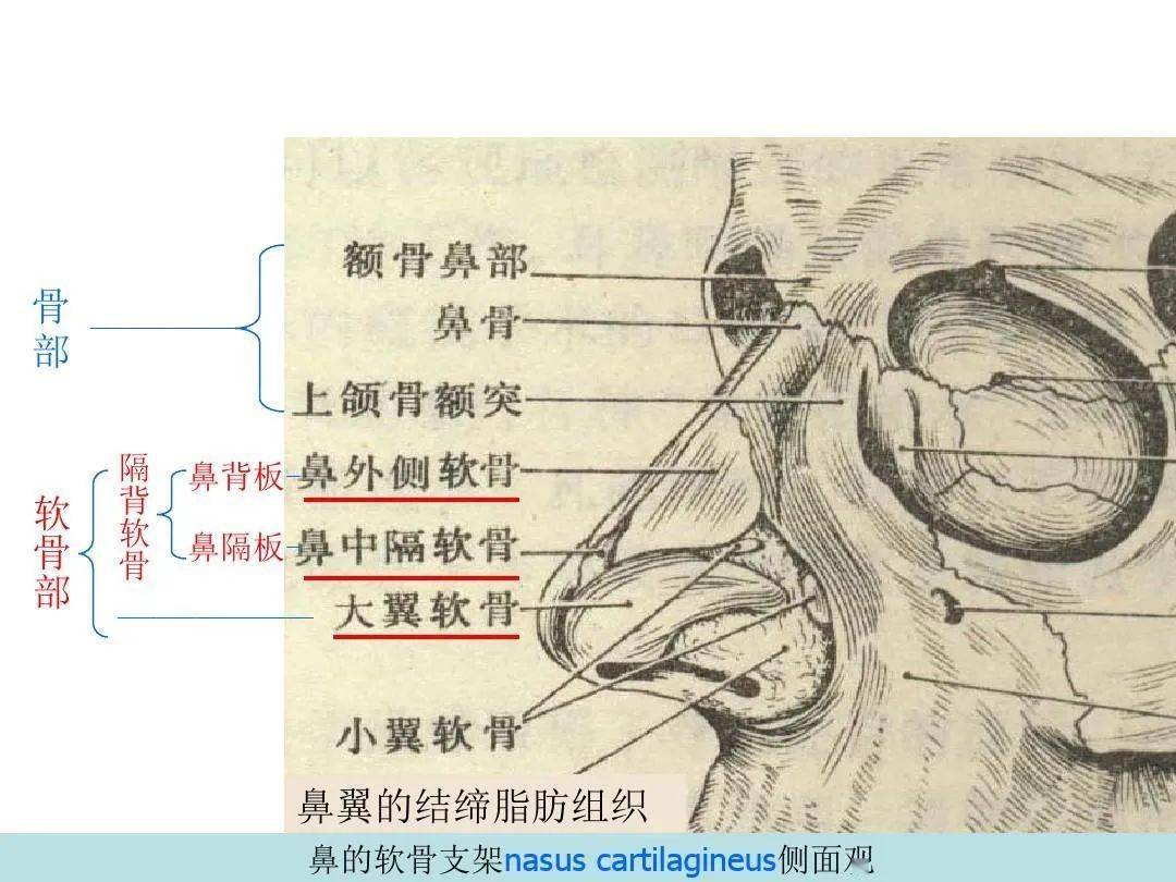 鼻的影像解剖