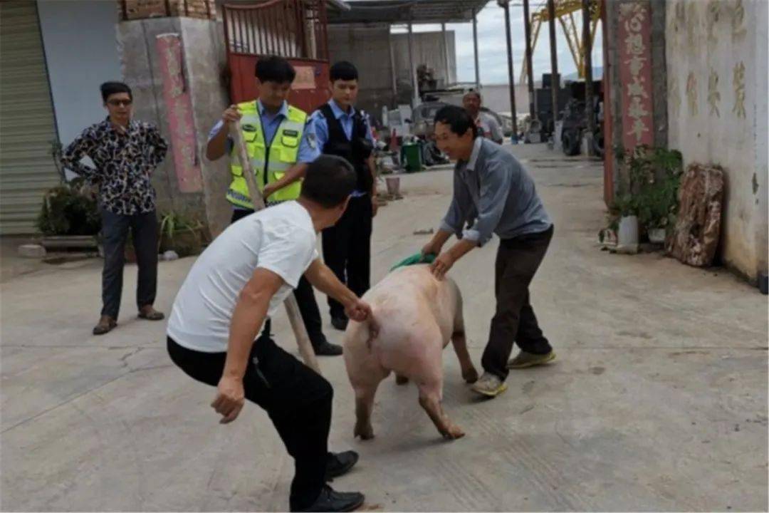 玉溪江川二师兄落单逛马路民警赶猪找主人