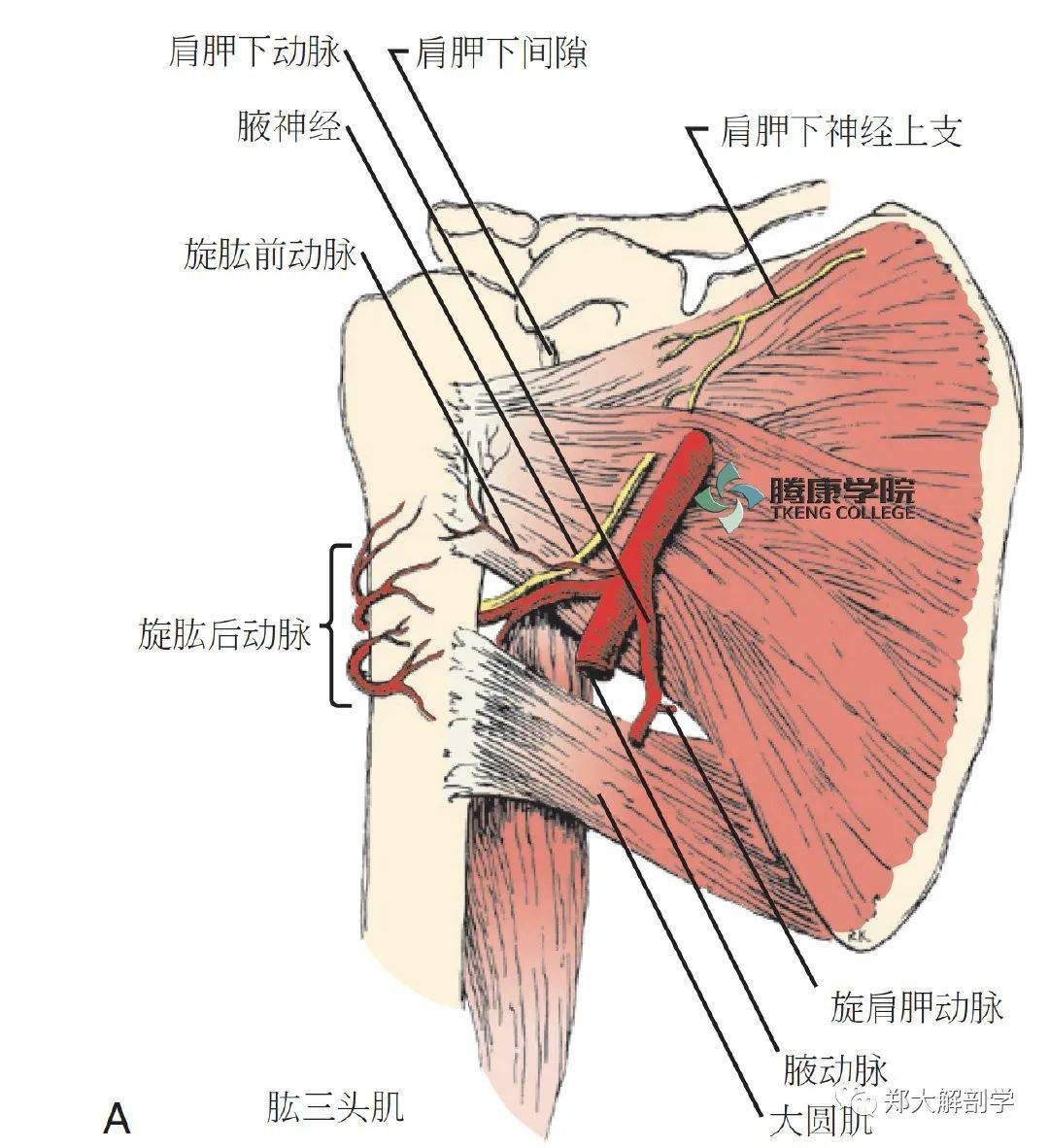 肩胛下肌位于喙突,肩胛下凹或肩胛下滑囊的下方,腋神经和旋肱后动脉