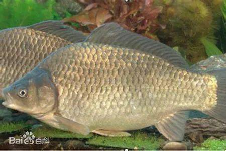 刘少军带领着团队,通过雌核发育等方法,研制出了改良四倍体鲫鲤品系