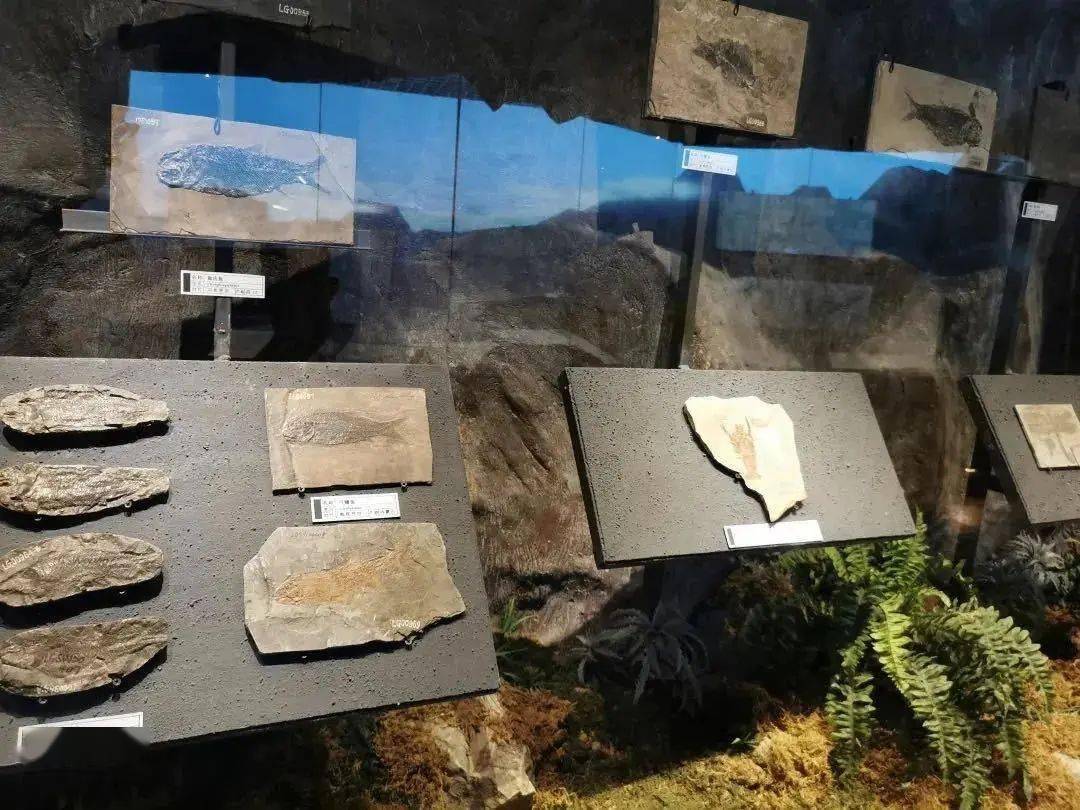 展览在博物馆读懂柳州生命之旅古生物化石馆