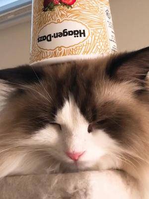 花了好几天给泡芙做出来的新帽子你就是幼儿园最靓的崽