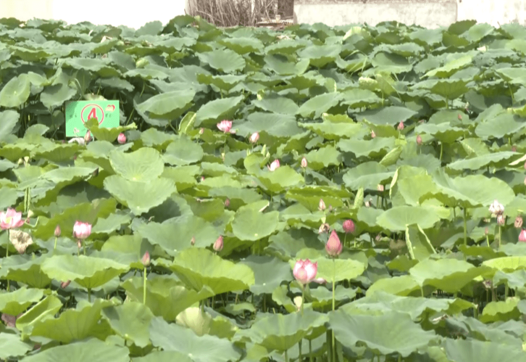 姚村镇庙东村生态莲藕产业观光示范园二期工程顺利推进