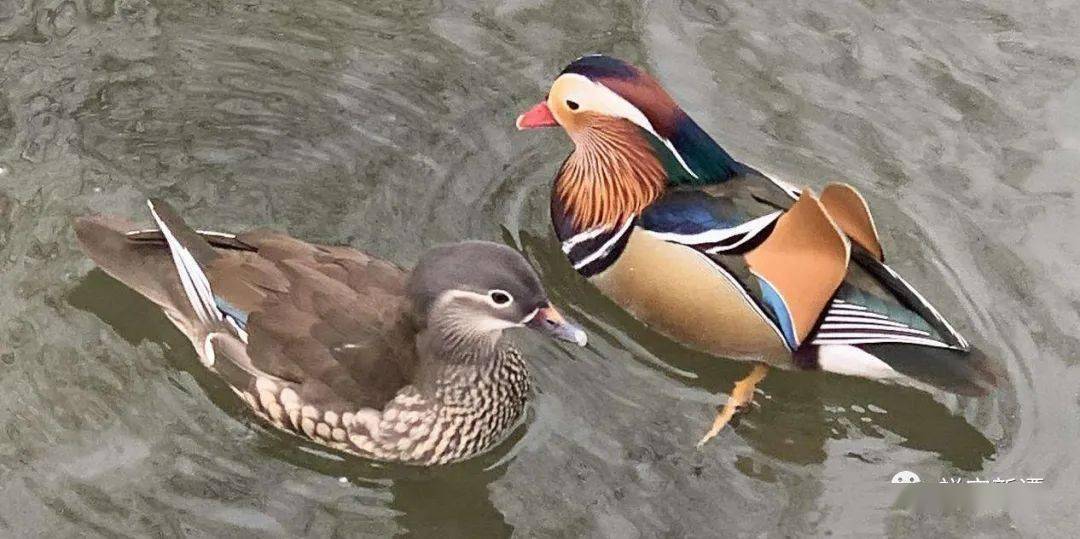 鴛鴦亞成鳥鴛鴦雛鳥換羽之後的雄鳥和雌鳥除了嘴的顏色雄鳥是紅色,雌