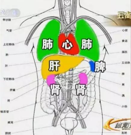 心肝脾肺肾分布高清图图片