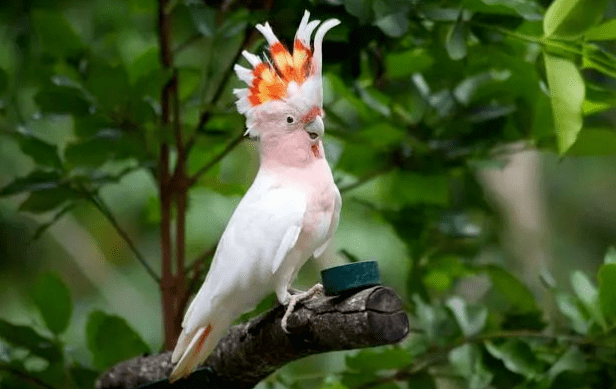彩冠凤头鹦鹉为何最名贵就是因为有个怪毛病