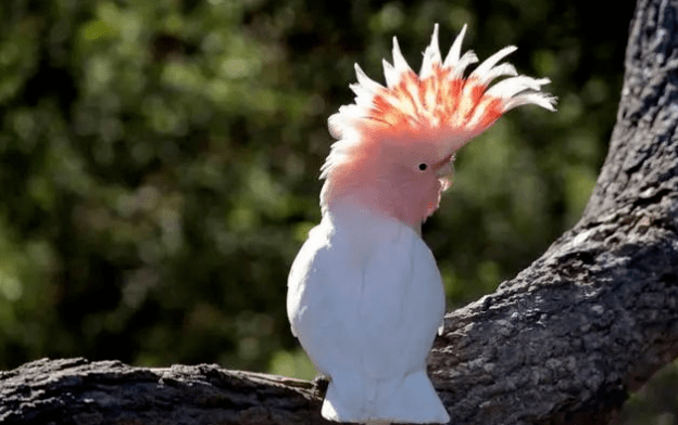 各地的人们对它们产生了多种称呼,澳大利亚人喜欢称呼它们为车轮冠