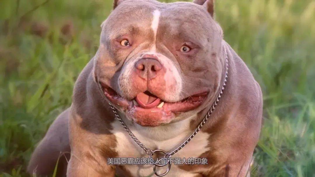top 8 恶霸 恶霸,美国黑帮专属帮犬,粗壮的体格,一脸凶像,给人的形象