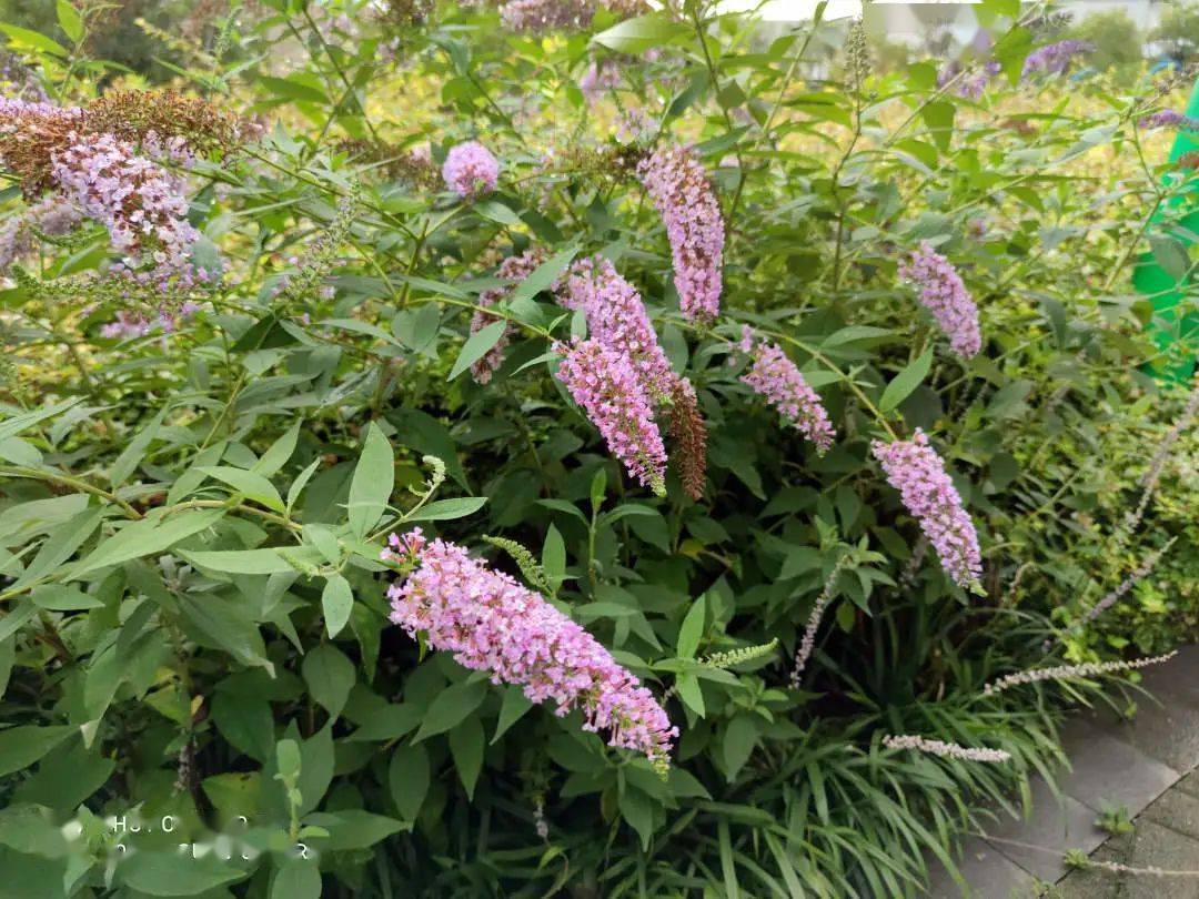 虹口夏天超上鏡的公園美景現在去看剛剛好