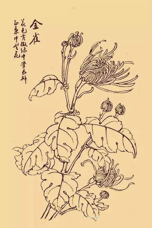 這麼美的白描菊花忍不住要分享給你