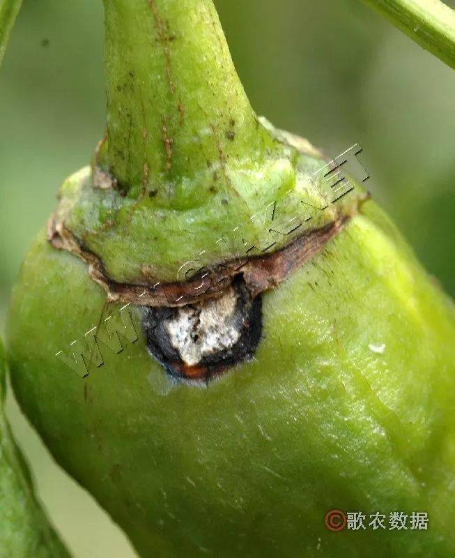 辣椒炭疽病发生的原因及防治方法