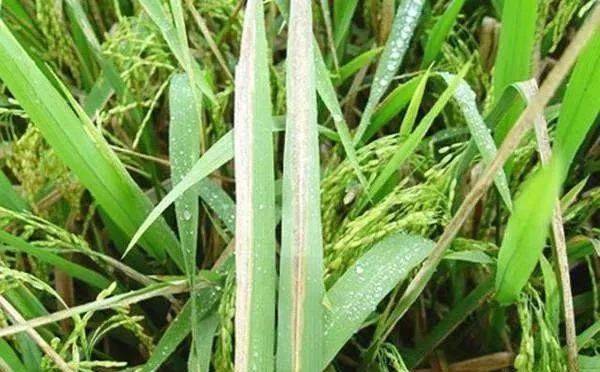 水稻细菌性病害如何防治?掌握4种病害识别要点,科学用药巧防治!
