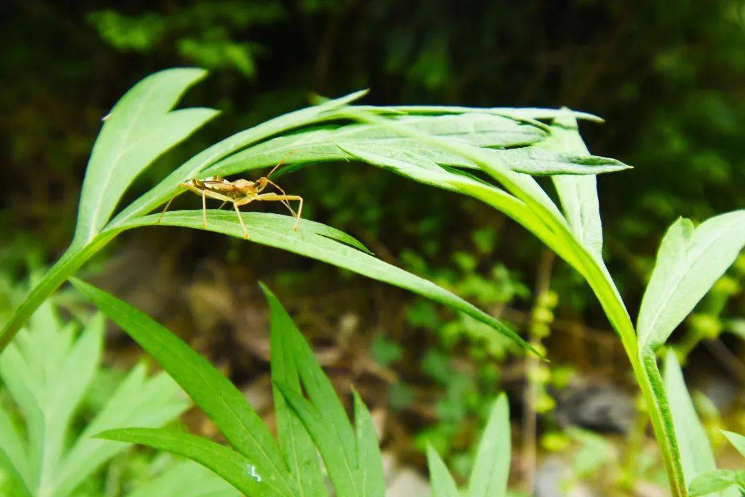 余1组名额 | 好"大"秦岭 超燃昆虫探秘之旅
