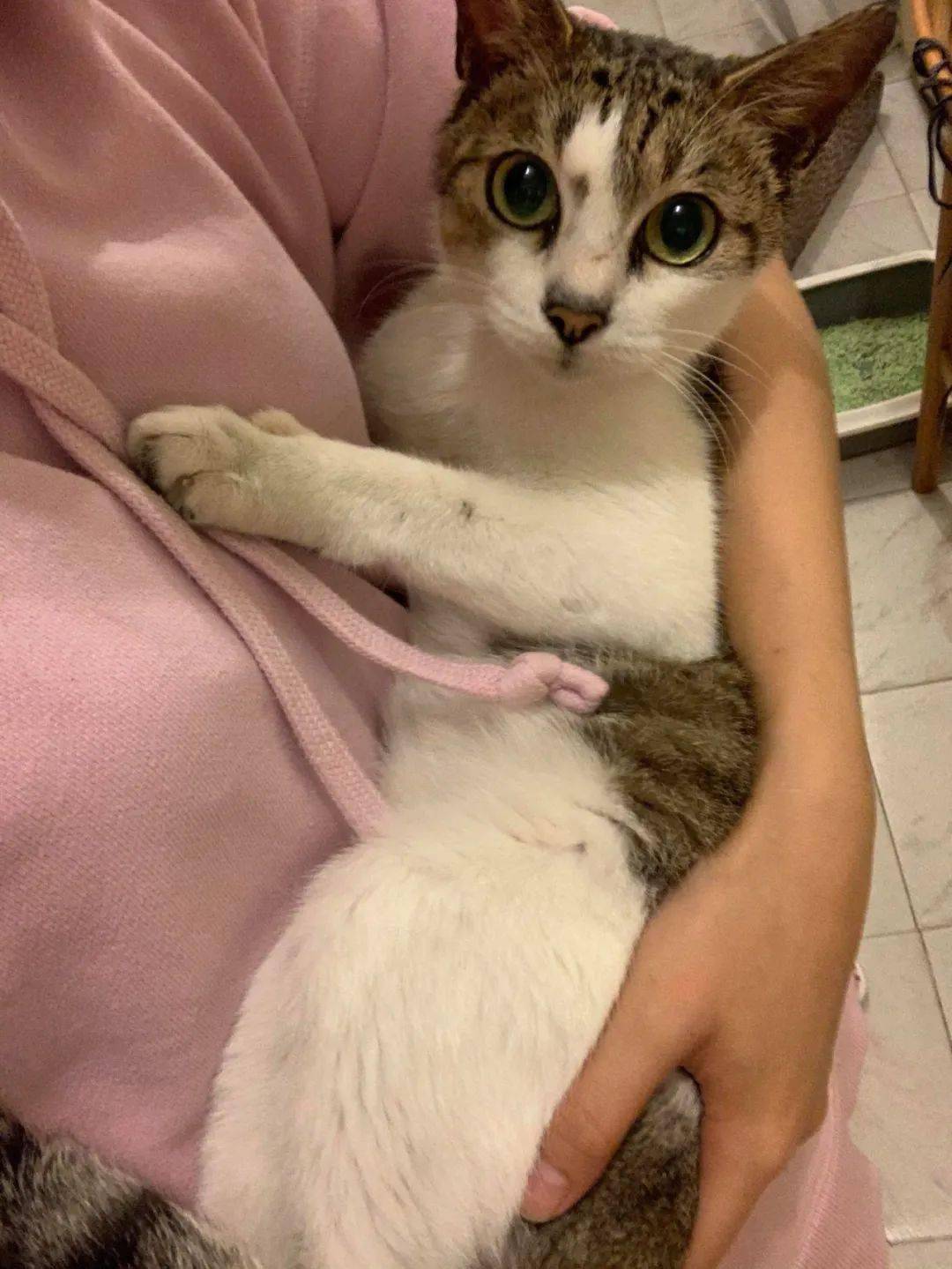 让老妈帮忙买个猫砂铲,结果她却带回来这个!_lulu