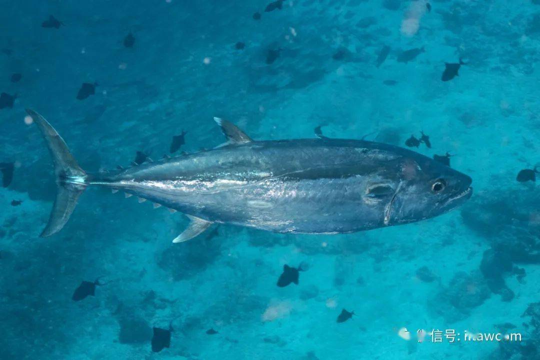 海洋知识|物种图册-裸狐鲣