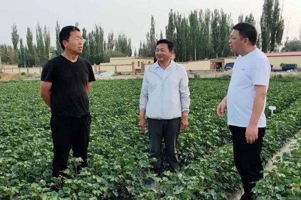 园区动态 | 新疆利华:棉花地里抓生态生物防虫显身手