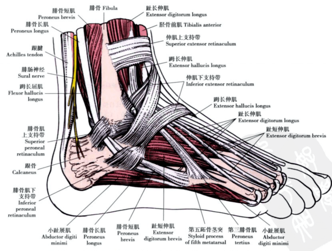 脚踝韧带图片结构图图片