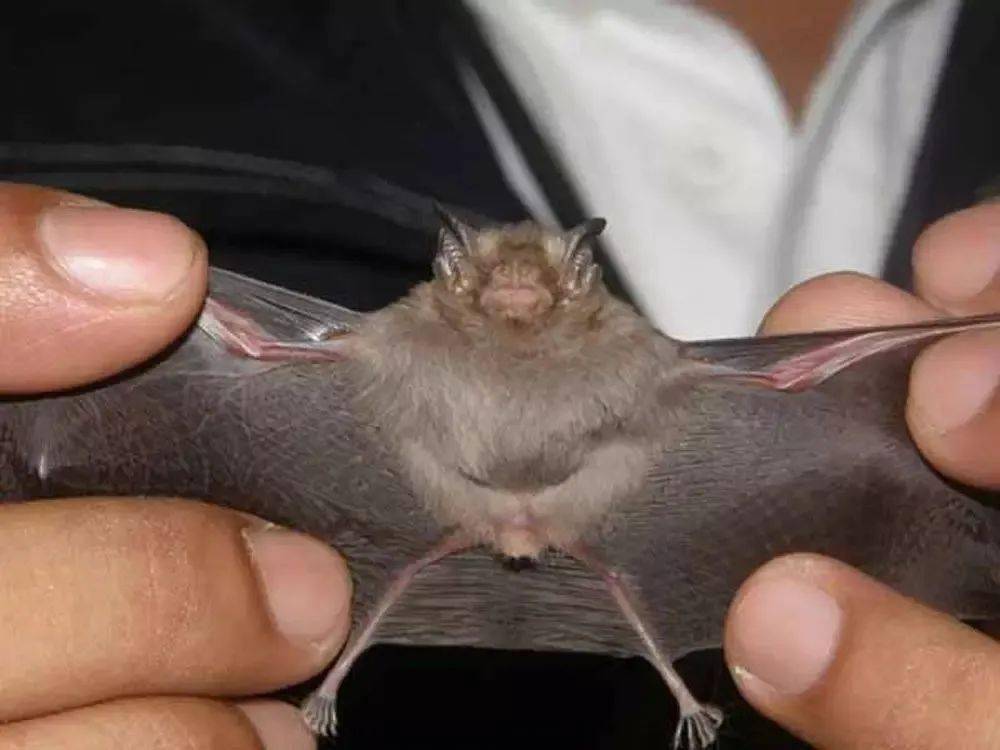 大黄蜂蝙蝠又称泰国猪鼻蝠,是世界上最小的蝙蝠,可能也是世界上最小