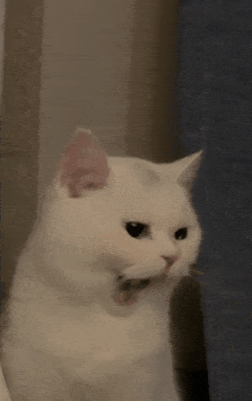 明明一脸憨样,却非要摆出狂拽邪魅的表情…家的猫看起来总是一副拽拽