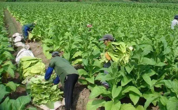 7月26日,宣威热水镇海德村委会小海德村,村民任友良,任石生,任学海,任